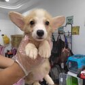 Welsh Corgi Puppy For Sale @ Malaysia (019 - 480 6689 Grace) -4
