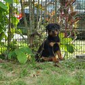 Rottweiler Puppy For Sale (Imported lineage)(019 - 480 6689 Grace) -0