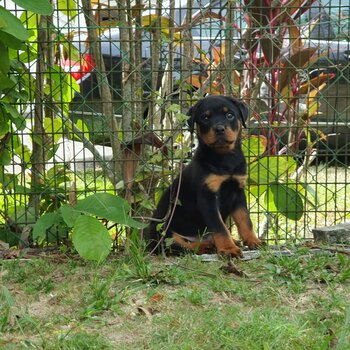 Rottweiler Puppy For Sale (Imported lineage)(019 - 480 6689 Grace) 