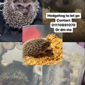 CUTIE HEDGEHOG -0