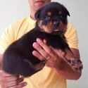 ROTTWEILER AVAILABLE FOR ADOPTION -2