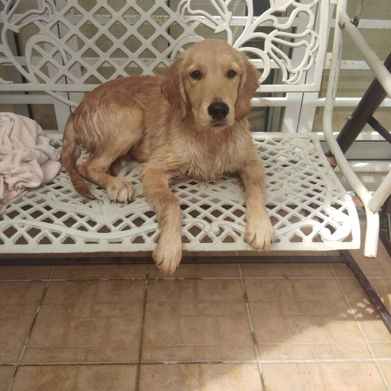 Golden Retriever for sale 