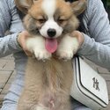 Long Coat Welsh Corgi Puppy For Sale Malaysia (Imported from Vietnam) (019 - 480 6689 Grace)-2