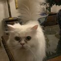 Pure Persian - Female White -1