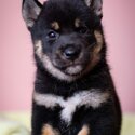 Shiba Inu Puppy For Sale (Imported lineage)(019 - 480 6689 Grace)-3