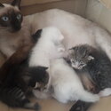 Siamese mom and 5 newborn kittens-1