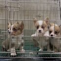 Welsh Corgi Puppy For Sale (Imported lineage)(019 - 480 6689 Grace)-0
