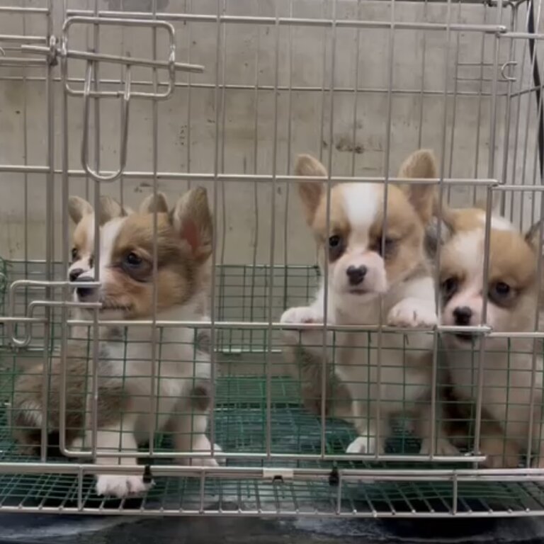 Welsh Corgi Puppy For Sale (Imported lineage)(019 - 480 6689 Grace)