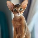 Abyssinian purebred kittens-1