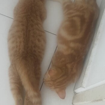 Cat siblings, male & female