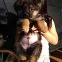 German Shepherd Puppy For Sale (Imported lineage)（德国牧羊犬）(019 - 480 6689 Grace)