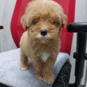 POODLE TOY FOR SALE NEWBORN -2