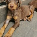 Doberman Puppy For Sale (Imported lineage)(019 - 480 6689 Grace)-1