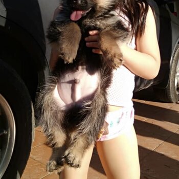 German Shepherd Puppy For Sale (Imported lineage)（德国牧羊犬）(019 - 480 6689 Grace)