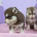 Pomsky Puppy For Sale Malaysia (019 - 480 6689 Grace) -0