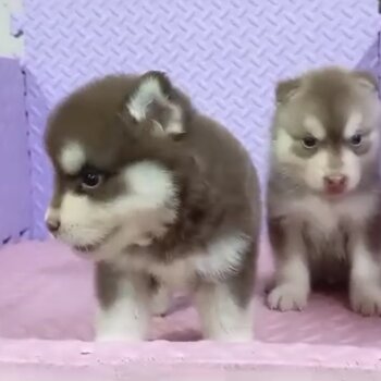 Pomsky Puppy For Sale Malaysia (019 - 480 6689 Grace) 