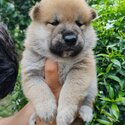Shiba Inu Puppy For Sale (Imported &amp; Champion lineage)(019 - 480 6689 Grace)-3