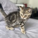 ADORABLE BSH KITTENS FOR REHOMING-3