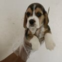 Beagle Puppy For Sale (019 - 480 6689 Grace)