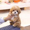 Maltipoo Premium Quality puppies |WHATSAPP ONLY +60102795317