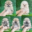 Pomeranian Puppy For Sale (019 - 480 6689 Grace)