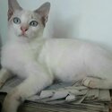 White Siamese kitten-4