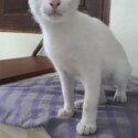 White Siamese kitten-2
