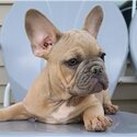 FRENCH BULLDOG FOR SALE