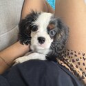 Cavalier Female Pedigree -3