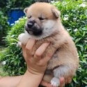 Shiba Inu Puppy For Sale (Imported &amp; Champion lineage)(019 - 480 6689 Grace)-1