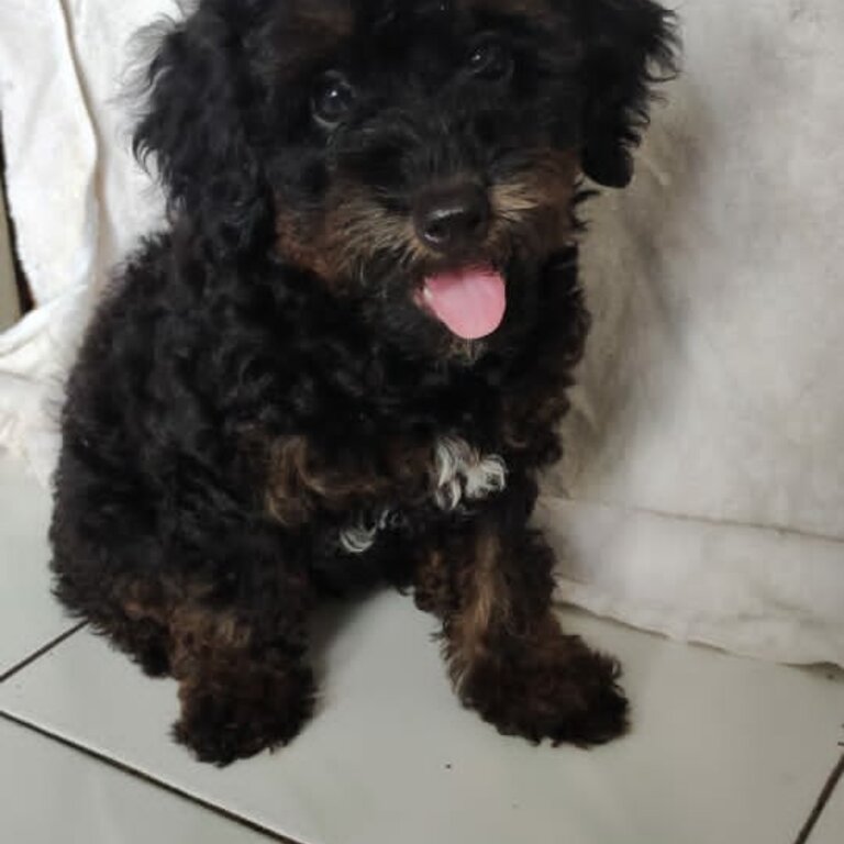 Toy poodle 