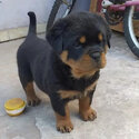 Healthy Rottweiler puppy for rehoming -1