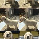 Labrador Puppy For Sale Malaysia (019 - 480 6689 Grace)-1