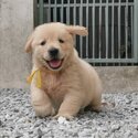 Golden Retriever Puppy For Sale (Imported lineage) (019 - 480 6689 Grace)-0