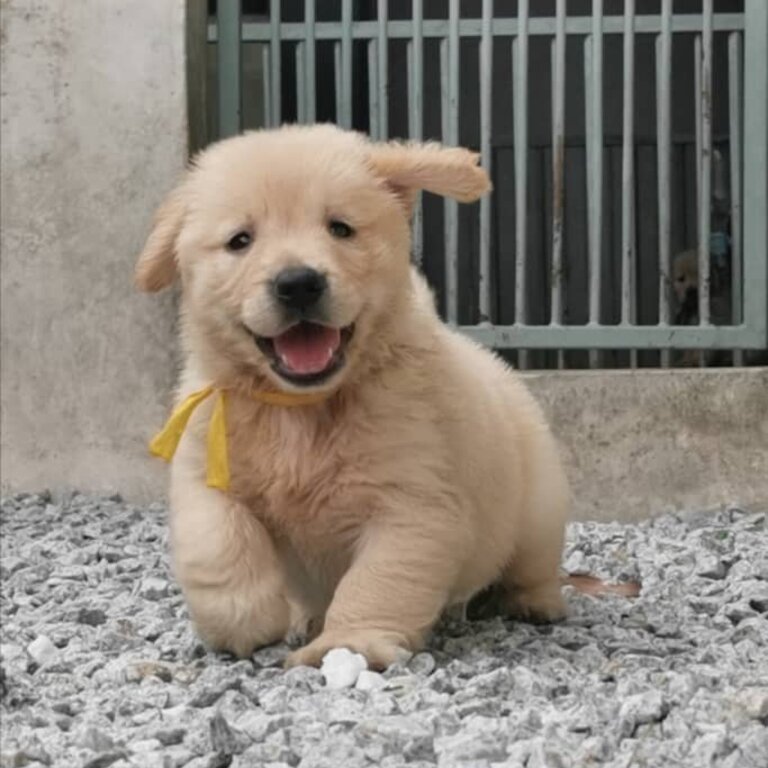 Golden Retriever Puppy For Sale (Imported lineage) (019 - 480 6689 Grace)