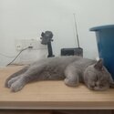 Captivating British Shorthair for selling/rehoming -3