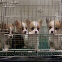 Welsh Corgi Puppy For Sale (Imported lineage)(019 - 480 6689 Grace)