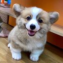 Long Coat Welsh Corgi Puppy For Sale Malaysia (Imported from Vietnam) (019 - 480 6689 Grace)-1