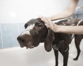 Dog Grooming Malaysia