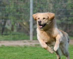 Dog Kennels Malaysia