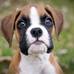 Ethical Breeders Puppy Kittens and pets