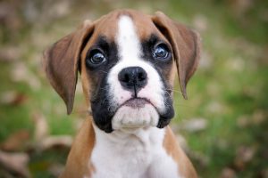 Ethical Breeders Puppy Kittens and pets