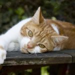 Guide-to-pet-ownership-cat