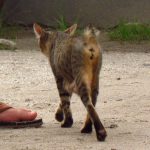 Malaysian_Cat_Without_Tail