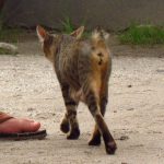 Malaysian_Cat_Without_Tail