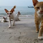 Cat Beach Sanctuary