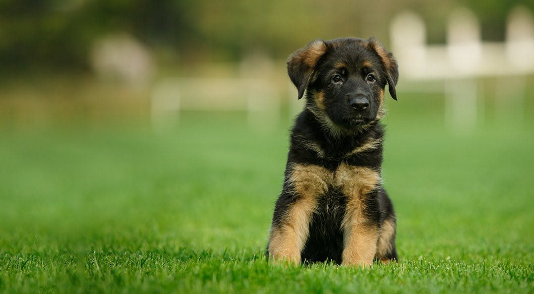 How to teach your Dog to sit