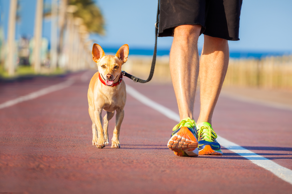 Waling a dog on lead